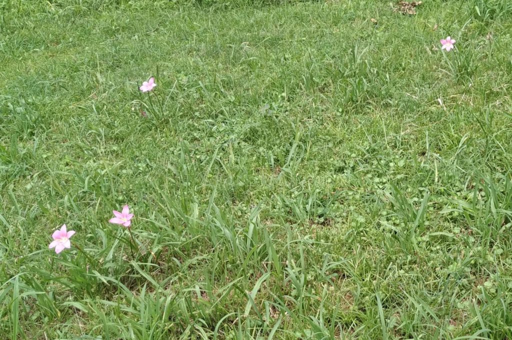 野に咲くサフランモドキ